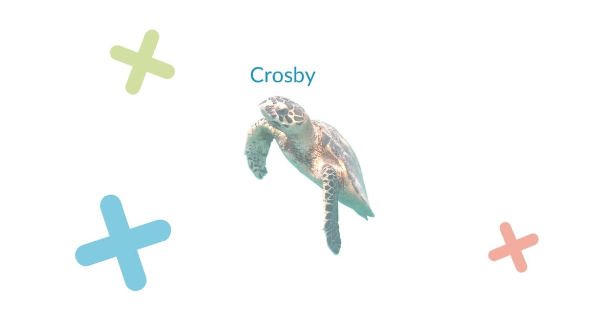 Une photo d'une tortue avec le nom de crosby